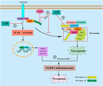 Advances in the Study of the Ubiquitin-Editing Enzyme A20